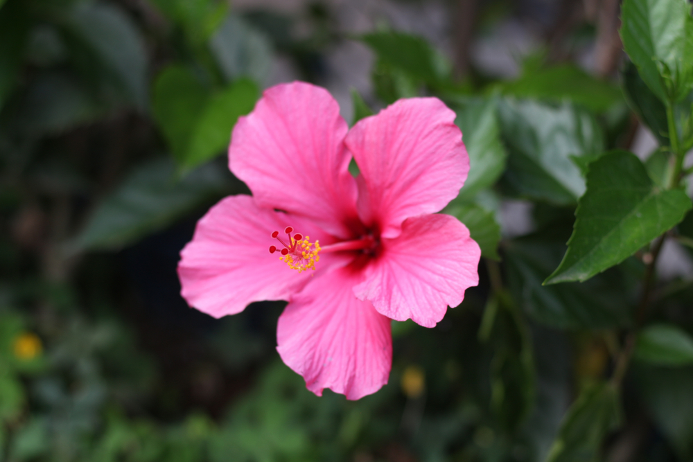 Summer Flowers 
