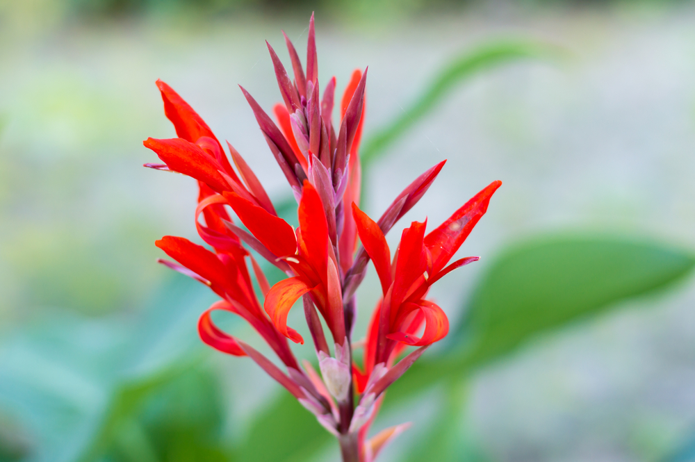 Summer Flowers