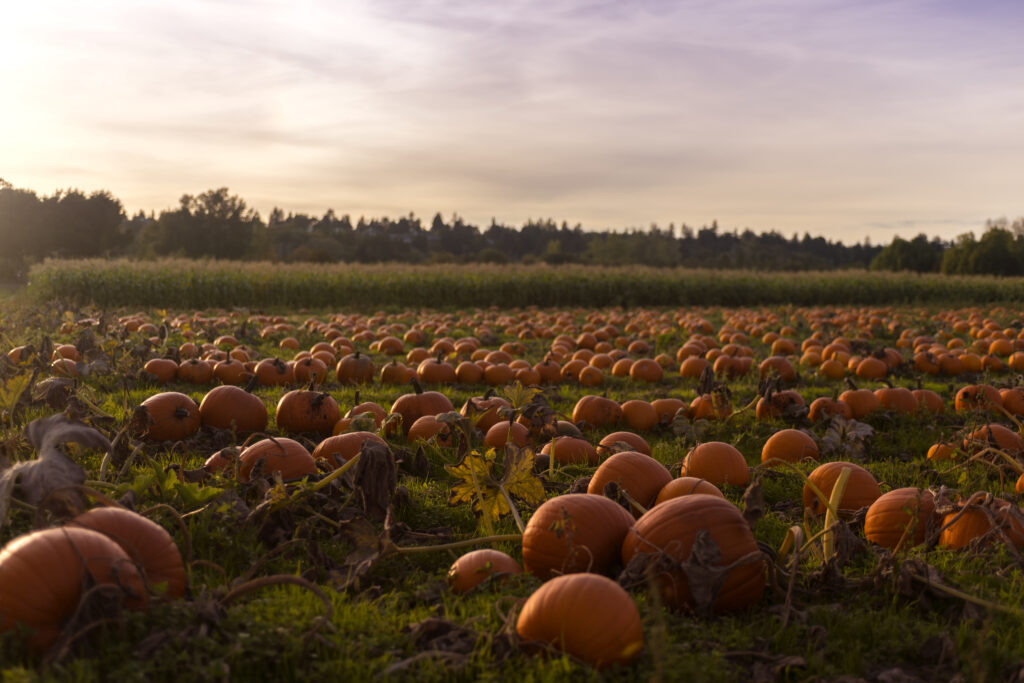 Beautiful pumpkin patch field in the evening