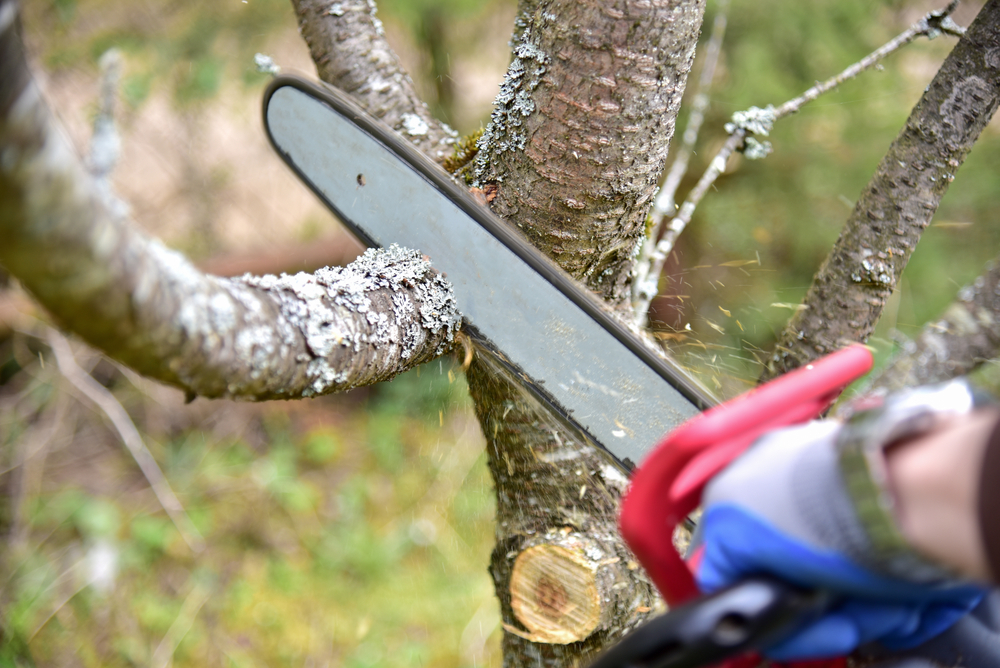 Professional gardener cuts branches on a old tree, with using a chain saw. Trimming trees with chainsaw in backyard home. Cutting firewood in village. Small sharpness, possible granularity
